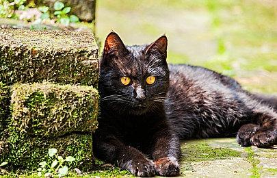 中国台北国际电玩展2月2日开始 任天堂首度参加